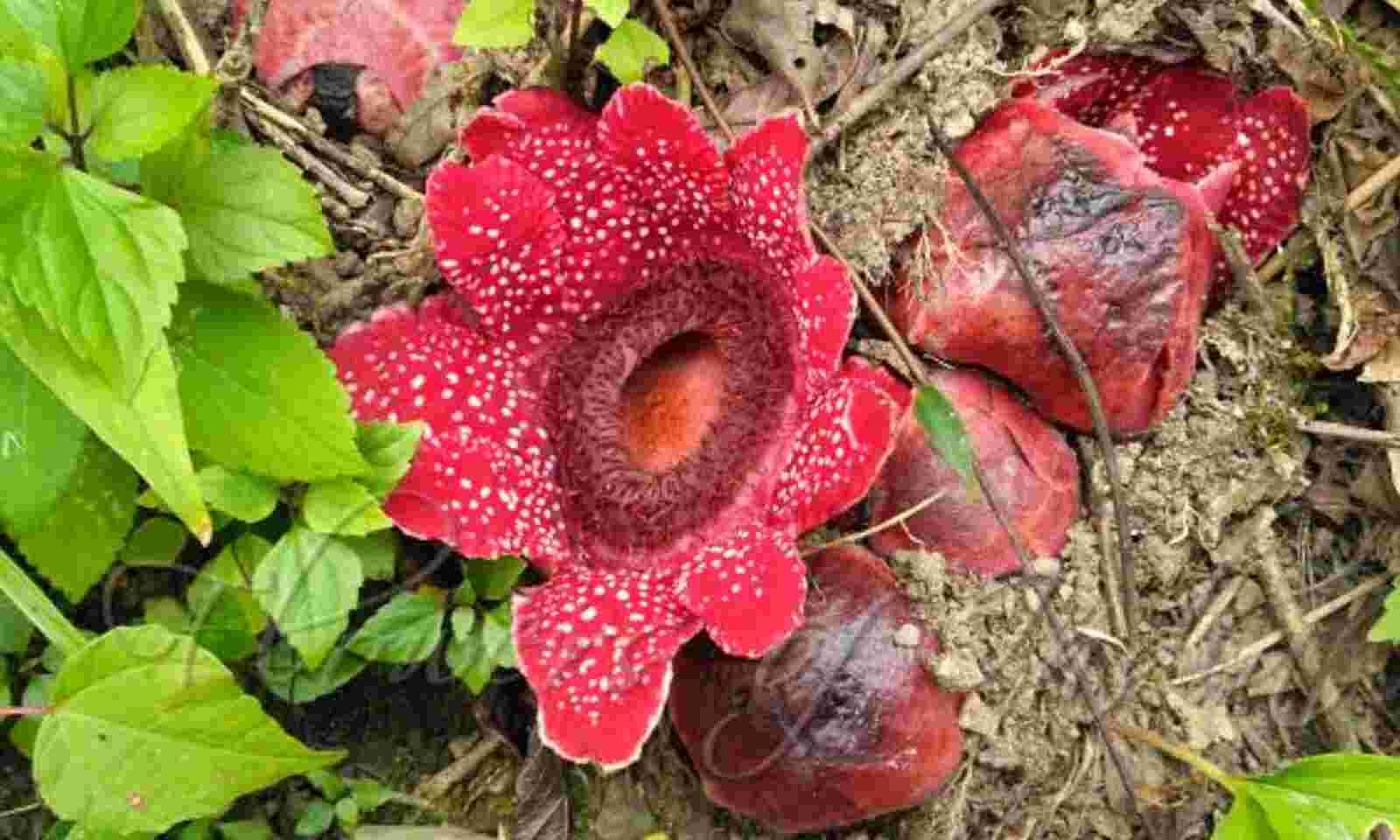 Rare flower, Sapria Himalayana spotted in Meghalaya - Sentinelassam