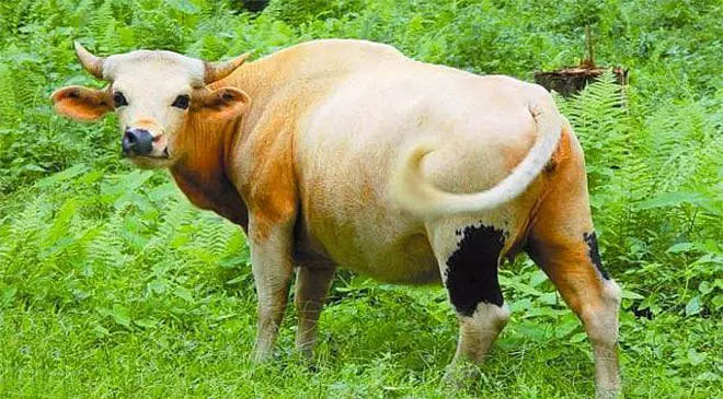 Many mithuns infected with FMD (Foot and Mouth Disease) - Sentinelassam
