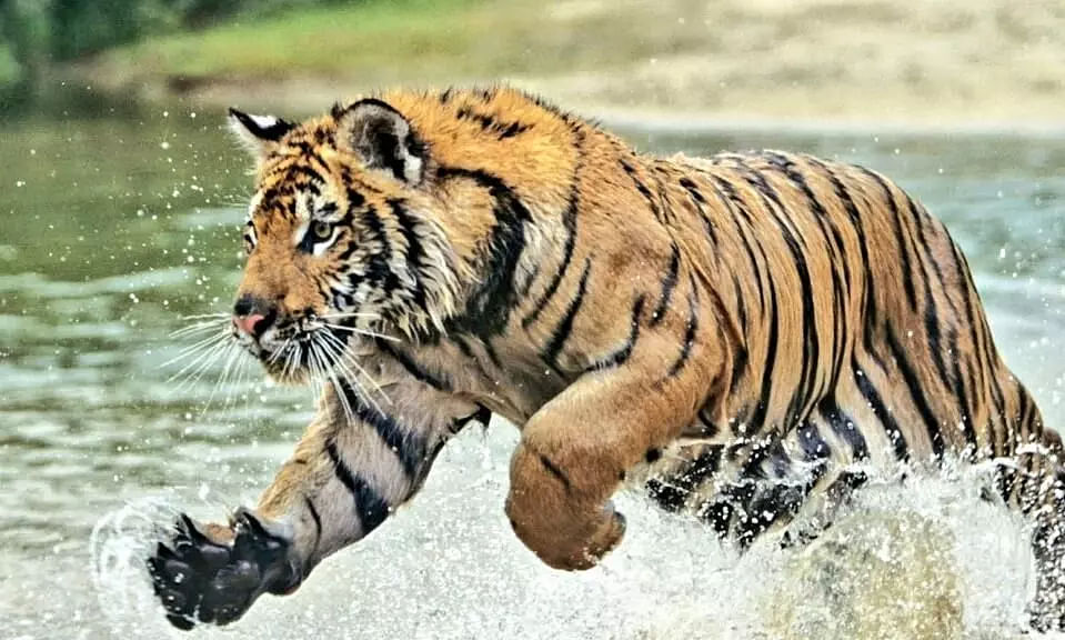 Royal Bengal Tiger at Itanagar Zoo Kills Caretaker from Assam