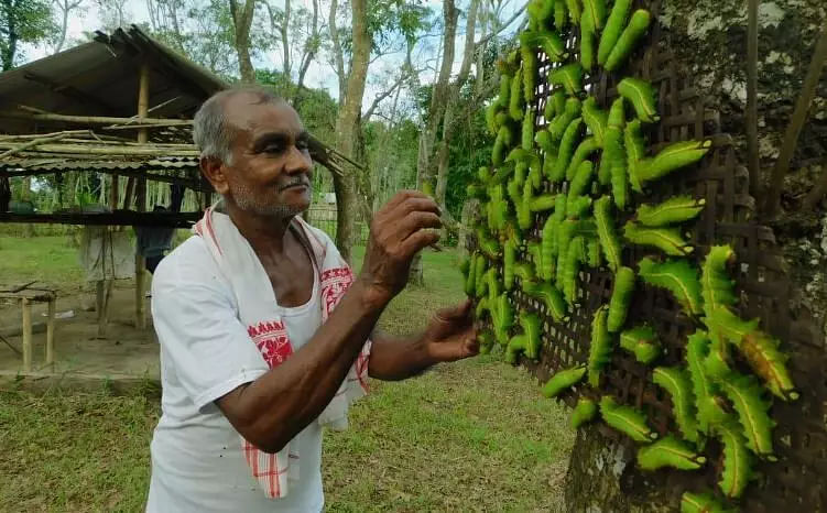 Retired Teacher of Lakhimpur Earning Money through Muga Cultivation ...