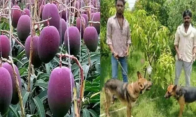 MP Couple Hires 4 Guards and 6 Dogs to Protect Expensive Exotic Mango Trees
