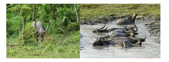 Kaziranga National Park - Wildlife Sanctuary, Nearby Places to Stay, Best Time to Visit & How to Reach Info