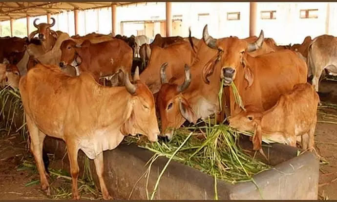 Assam Produced Whooping 34 Lakh Kgs of Cattle Meat in 2019-20