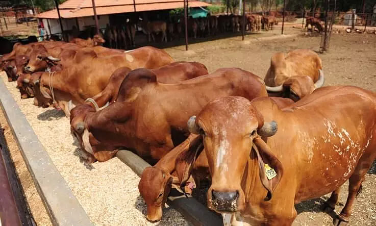 The Cattle Preservation Bill, 2021 Passed in Assam Assembly