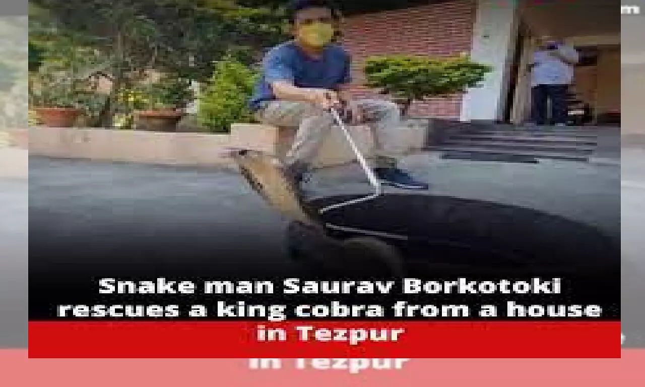 Snake man Saurav Borkotoki rescues a king cobra from a house in Tezpur
