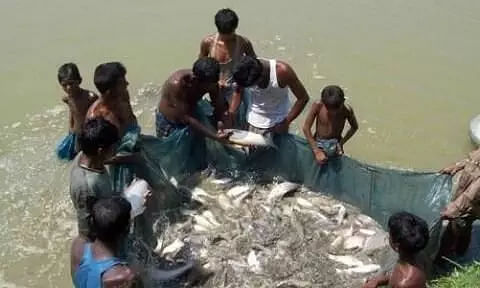 2,000 Fish Ponds Recommended For Fish Production By Assam Govt