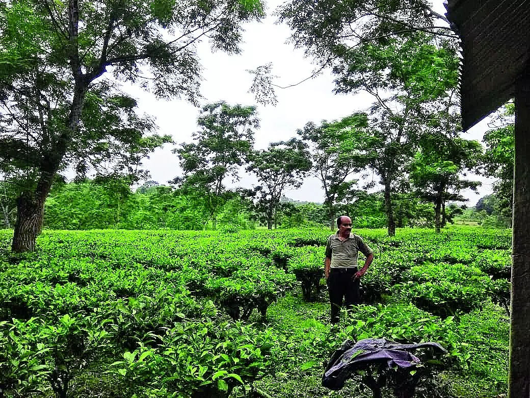 Assam Govt To Set Up Tea Park At Chayygaon Of Kamrup District
