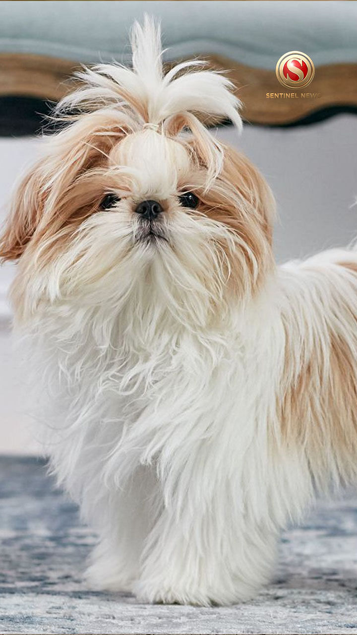 15 Longest Living Dog Breeds Because You Want as Much Time as Possible with  Fido
