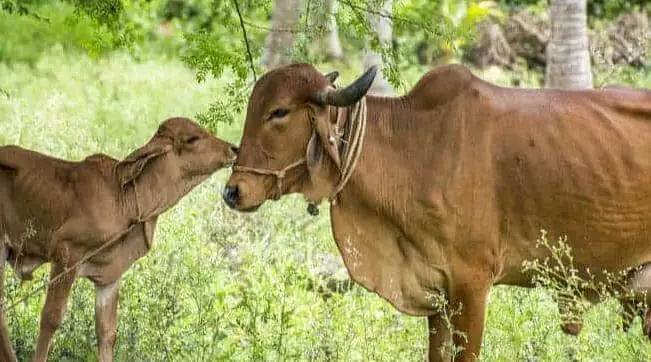 gir cows