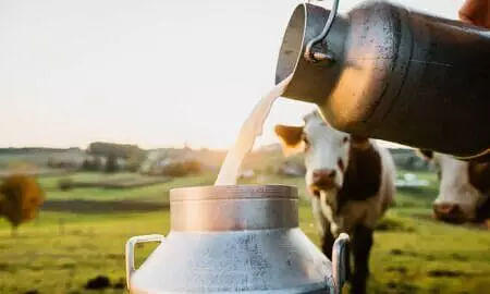 Milk Production in Northeast Increased by 4.9%, Availability of Milk Below ICMR Recommendation