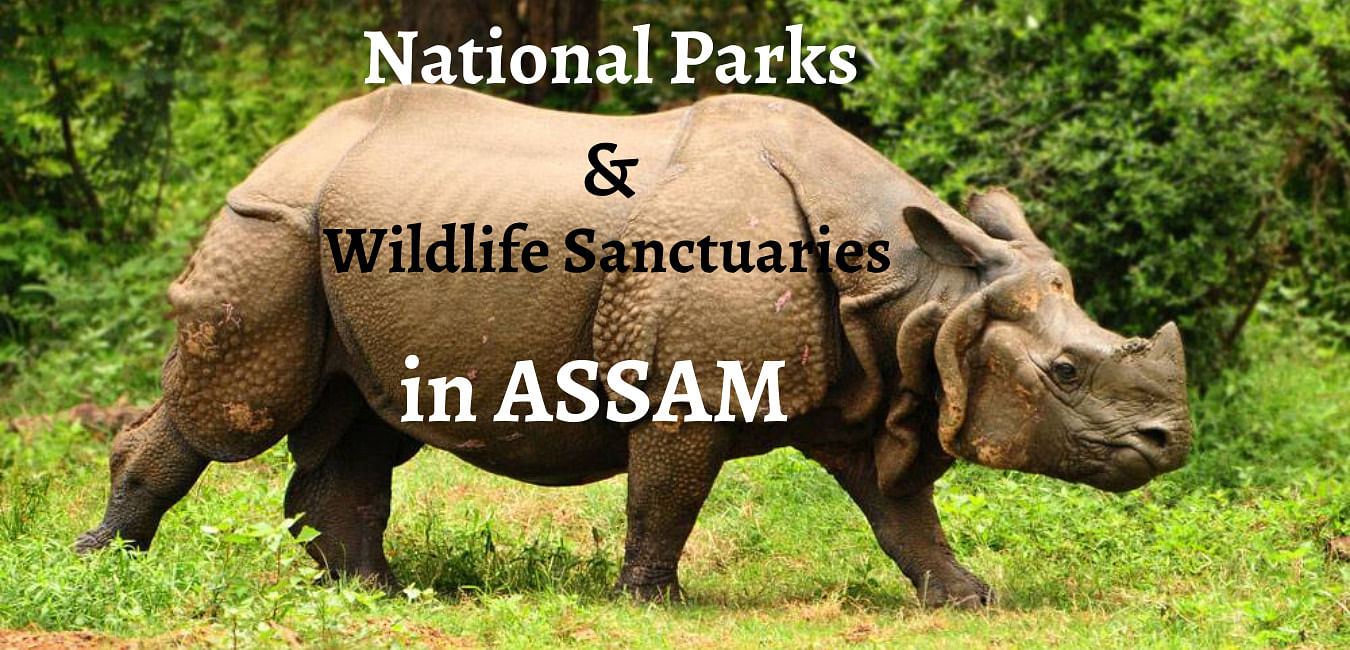 Top Sanctuaries and National Park In Assam For Your 2022 Weekend Getaways -  Sentinelassam