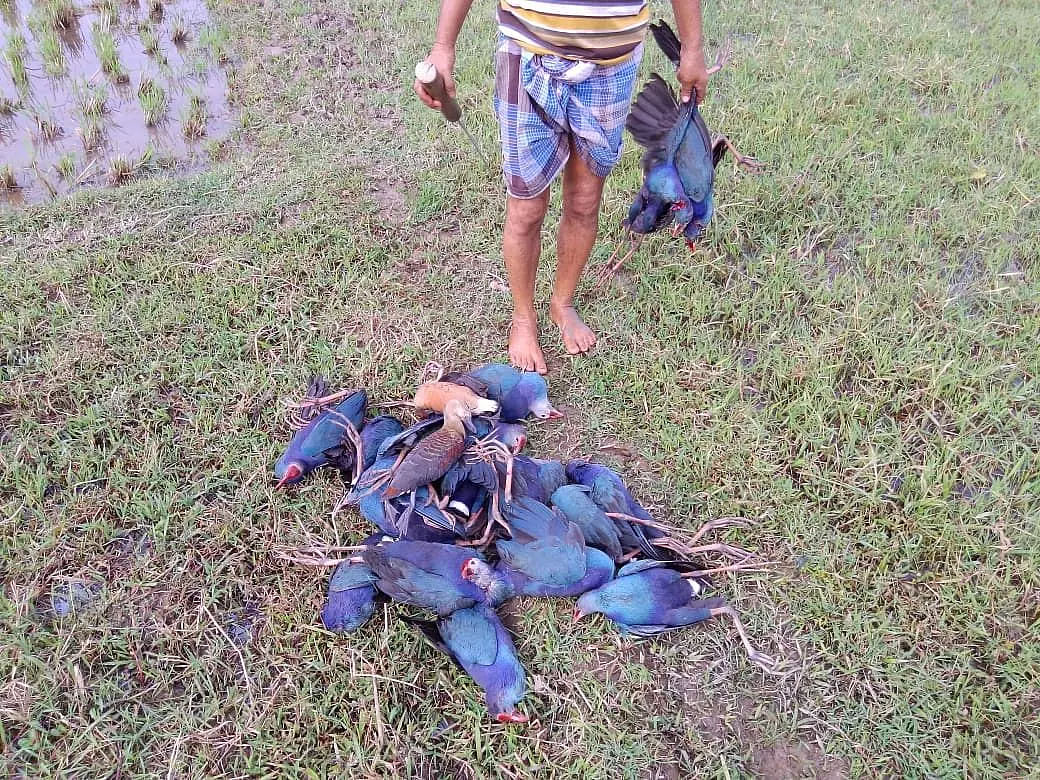 Carcasses of Several Hundred Birds Found At Tripura Lake