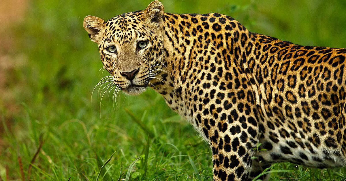 Assam Forest Department To Start Leopard Census
