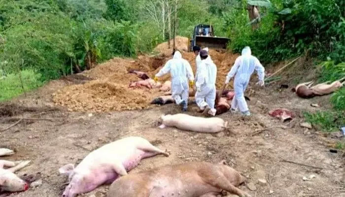 After Mizoram, African Swine Fever Infiltrates Sikkim
