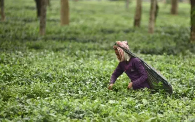small tea growers