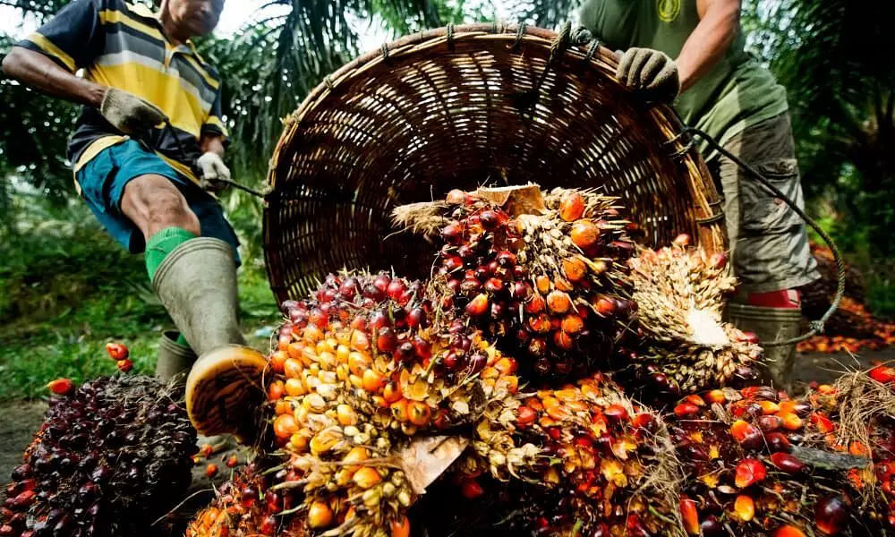 Assam to Yield Benefits of Palm Oil by 2025, 2 Lakh Hectares Identified for Cultivation