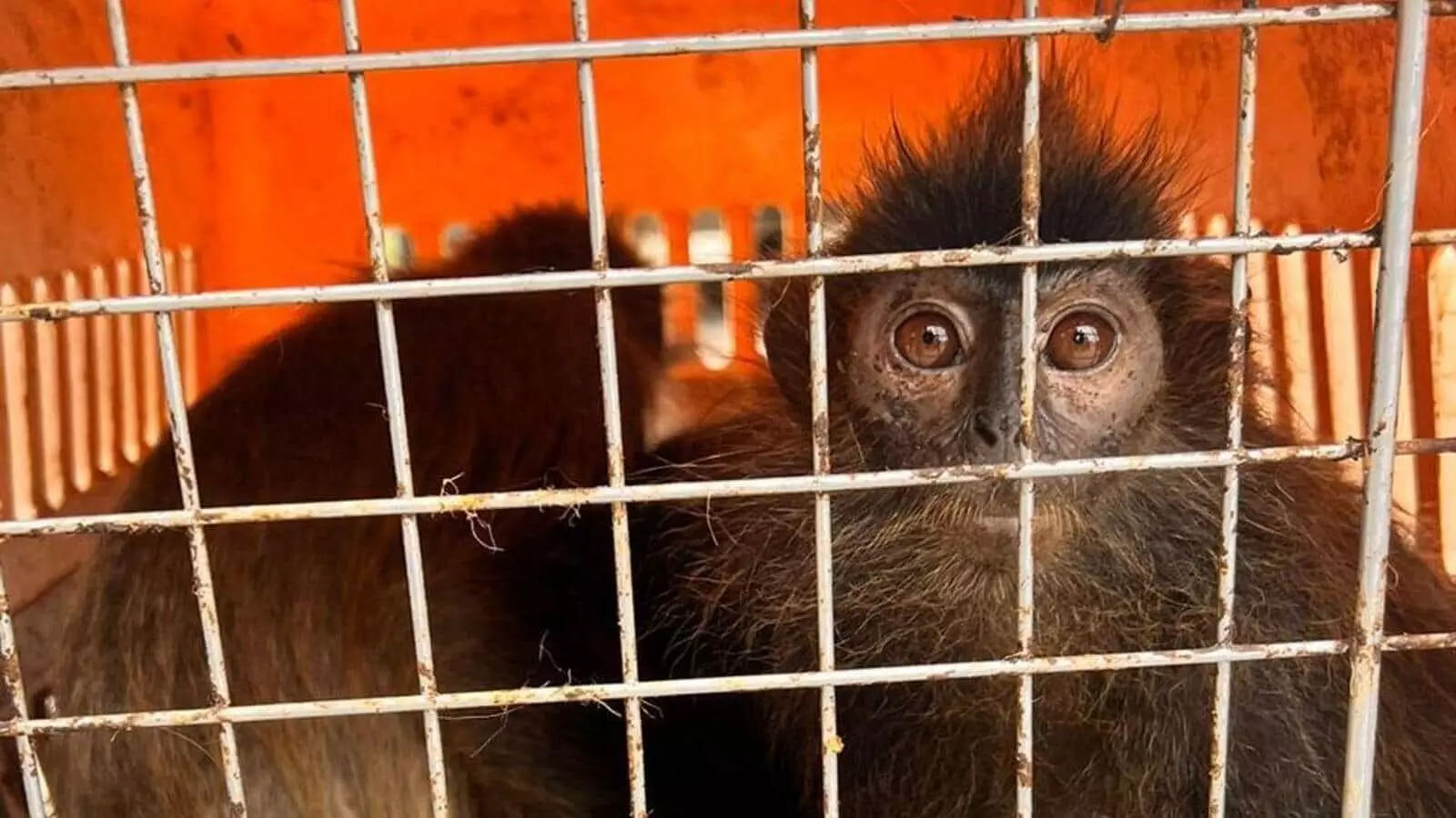 Exotic primates smuggled from Myanmar seized in Assam, two held