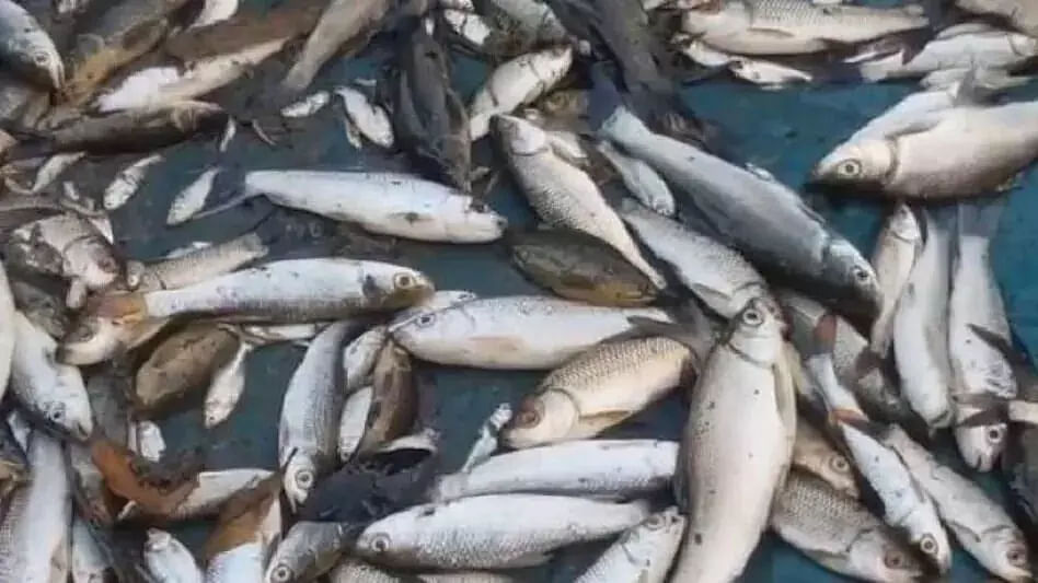 Assam: Fish Worth Over Rs. 3 Lakh Found Dead In Barpeta