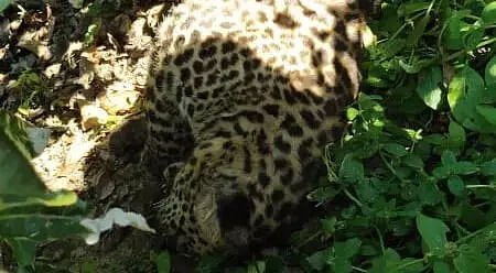 Assam: Dead Leopard Recovered In Dibrugarh District
