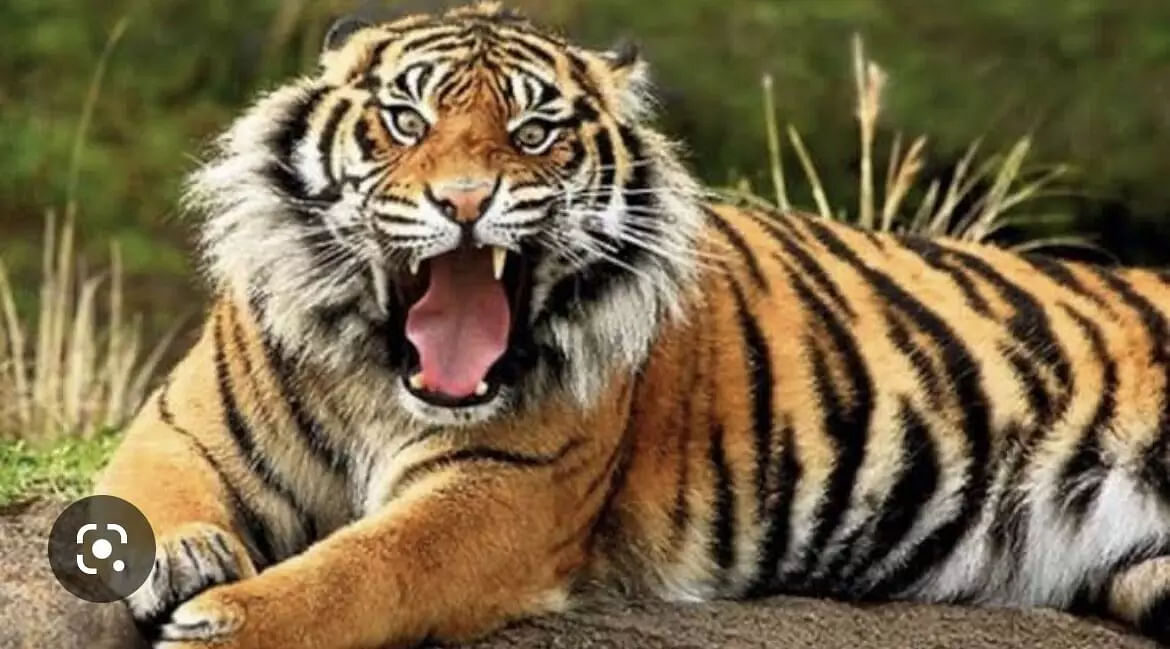 Assam: Tiger Attack in Cachar District Leaves 7 Injured - Sentinelassam