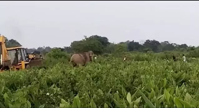 Assam: People Try to Scare Away Wild Elephants with JCB in Numaligarh