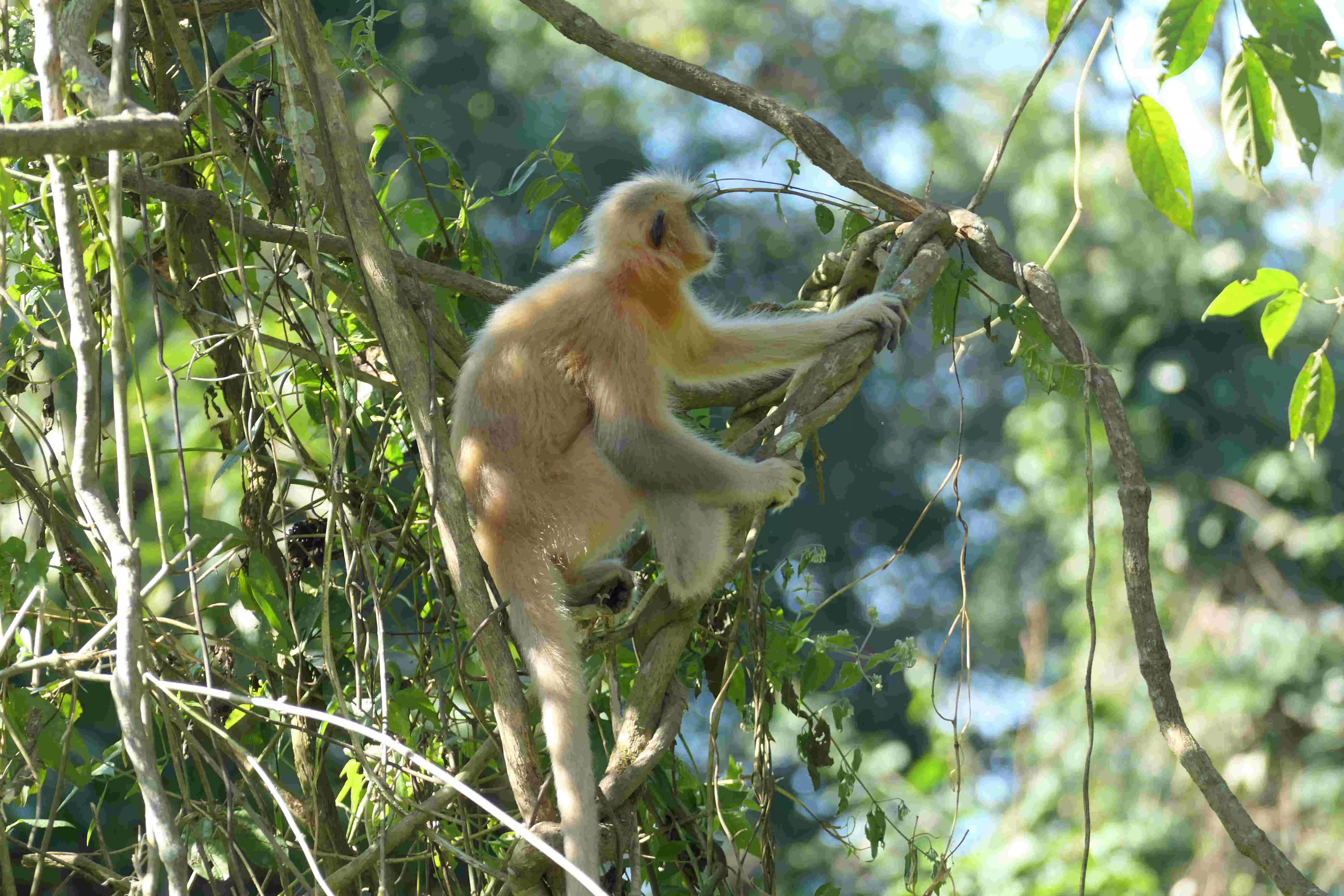 Primatologist discusses conservation possibilities for Hoolock gibbon, Golden langur