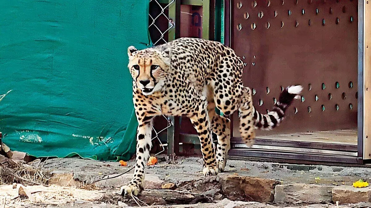 Project Cheetah in India completes one year with highs and lows