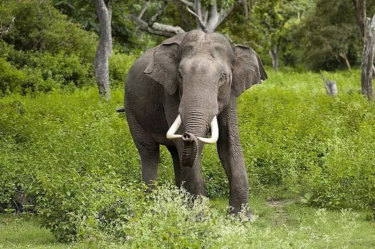 Assam: Forest staff killed in attack by wild elephant in Jorhat ; 3 injured